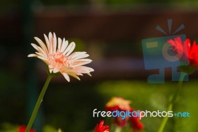 Gerbera Flower Stock Photo