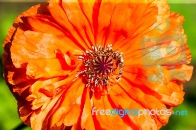 Gerbera Flower Stock Photo