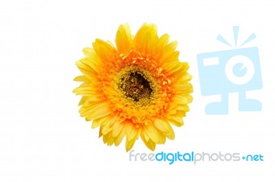 Gerbera Flower Stock Photo