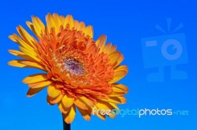 Gerbera Flower On Sky Background Stock Photo