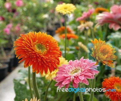 Gerbera Flowers Stock Photo