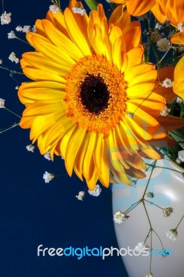 Gerbera In A Vase Stock Photo