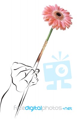 Gerbera In Hand Stock Image