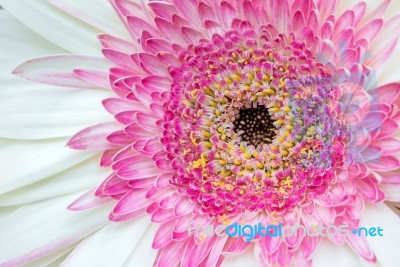 Gerbera Pattern Stock Photo