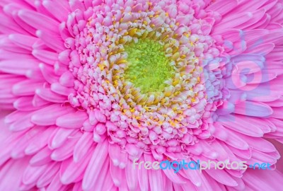 Gerbera Pattern Stock Photo