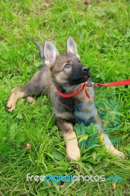 German Shepard Puppy Stock Photo