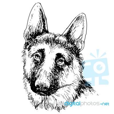 German Shepherd Hand Drawn  Stock Image