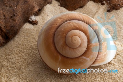 Giant Brown Snail Shell Stock Photo