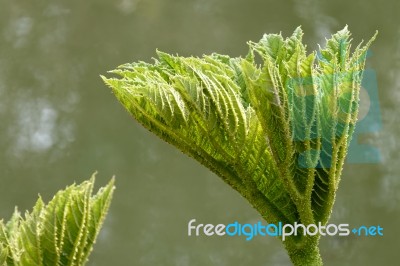 Giant Rhubarb (gunnera Manicata) Stock Photo