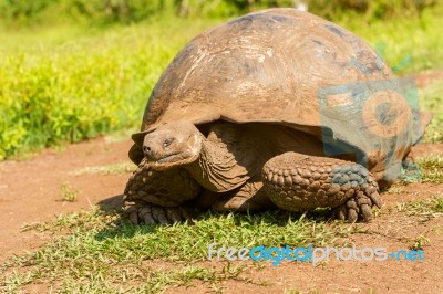 Giant Turtle From Galapagos Stock Photo