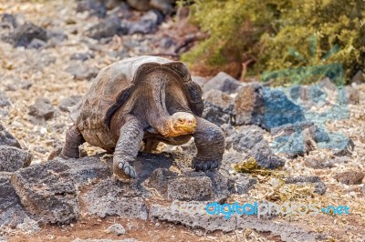 Giant Turtle In Darwin Center, Galapagos Stock Photo