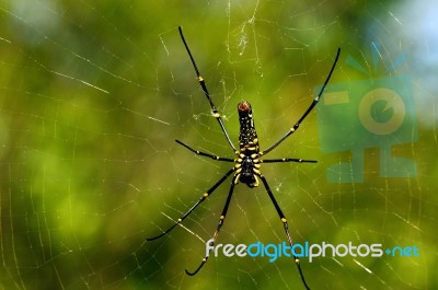 Giant Wood Spider Stock Photo