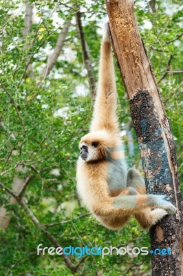 Gibbon (hylobates Lar) Climb Tree In Forest ,chiangrai ,thailand… Stock Photo
