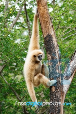 Gibbon (hylobates Lar) Climb Tree In Forest ,chiangrai ,thailand… Stock Photo