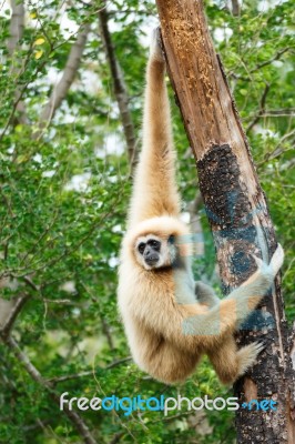 Gibbon (hylobates Lar) Climb Tree In Forest ,chiangrai ,thailand… Stock Photo