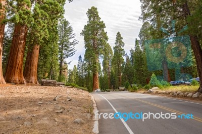 Gigantic Sequoia Trees In Sequoia National Park, California Usa Stock Photo