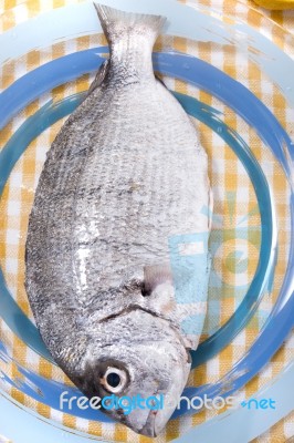 Gilt-head Bream Fish Stock Photo