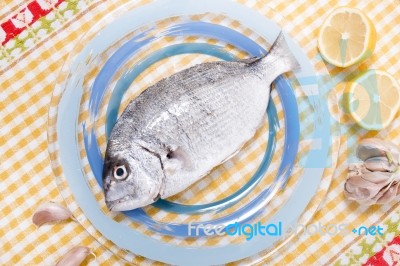 Gilt-head Bream Fish Stock Photo