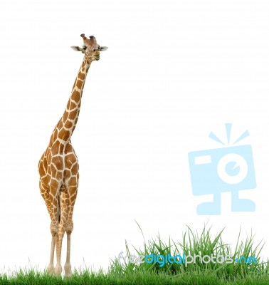 Giraffe  Stock Photo