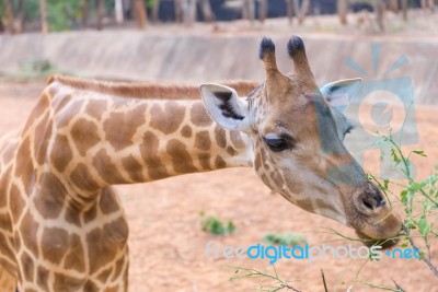 Giraffe African Mammal Eating Leaves From A Tree Stock Photo