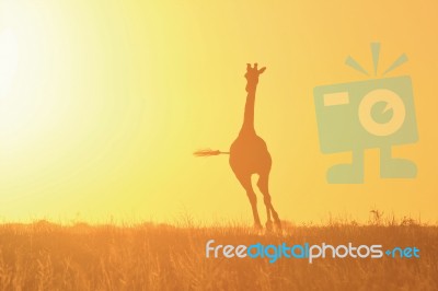 Giraffe - African Wildlife Background - Golden Gallop Stock Photo