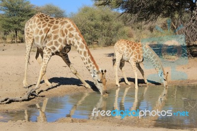 Giraffe - African Wildlife Background - Pleasure Of Water Stock Photo