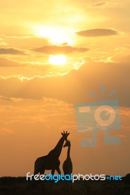 Giraffe - African Wildlife Background - Sunset Bliss Of Light And Color Stock Photo