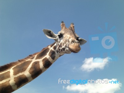 Giraffe Animal Stock Photo
