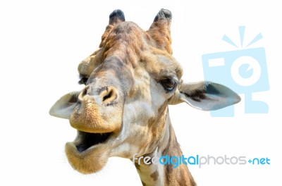 Giraffe (giraffa Camelopardalis) Isolated On White Stock Photo