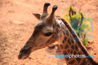 Giraffe Head Close Up Stock Photo