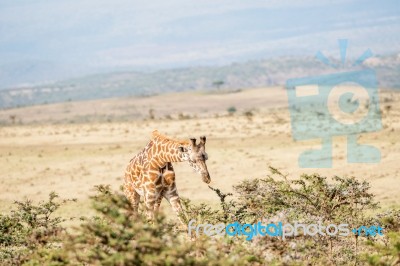 Giraffe In Serengeti Stock Photo