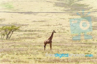 Giraffe In Serengeti National Park Stock Photo