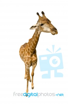 Giraffe Isolated On White Background Stock Photo