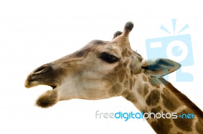 Giraffe Isolated On White Background Stock Photo