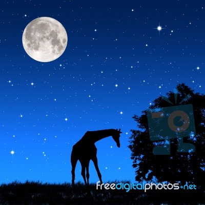 Giraffe Shadow At Night Stock Image