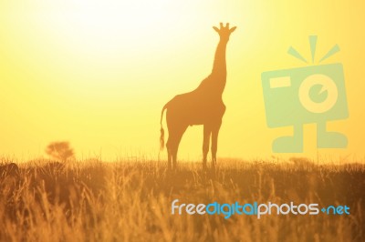 Giraffe Silhouette - African Wildlife - Shine Of Life And Color Stock Photo