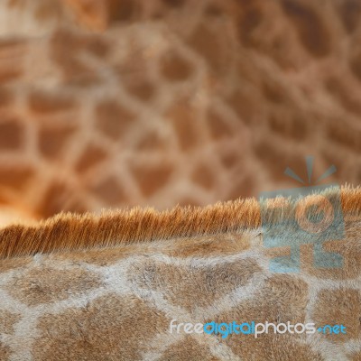 Giraffe Skin Stock Photo