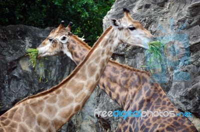 Giraffes Eating Stock Photo