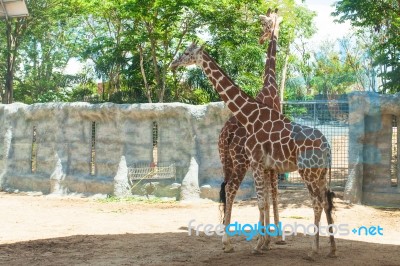 Giraffes In The Zoo Giraffes Wildlife Animals Together Stock Photo