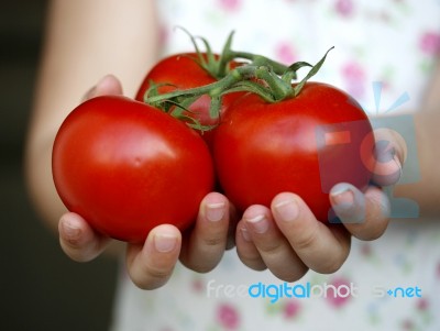 Girl Holding Tomatoes Stock Photo