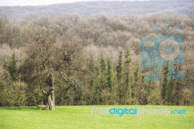 Glade Stock Photo