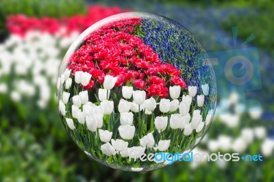 Glass Sphere Reflecting Red White Tulips And Blue Grape Hyacinth… Stock Photo