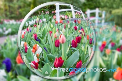 Glass Sphere Reflecting Tulips Flowers Stock Photo