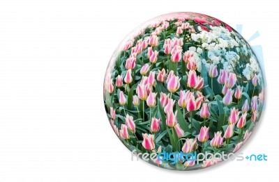 Glass Sphere With Red White Tulips On White Background Stock Photo