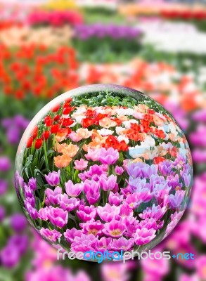 Glass Sphere With Various Tulips In Flowers Field Stock Photo