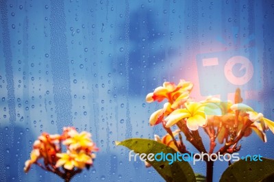 Glass With Flowers In The Rainy Season Stock Photo