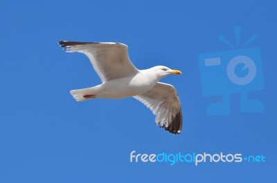 Gliding Gull Stock Photo