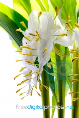 Globba Winitii Flower Stock Photo