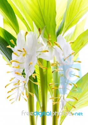 Globba Winitii Flower Stock Photo