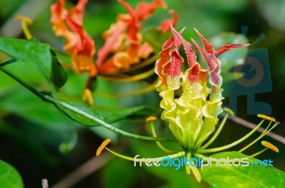 Gloriosa Superba Or Climbing Lily Flower Stock Photo Gloriosa Superba Or Climbing Lily Flower Stock Photo